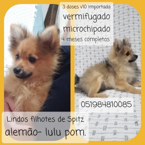 Spitz Alemão Lulu da Pomerania Filhote