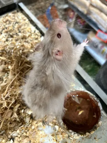 Hamster angora