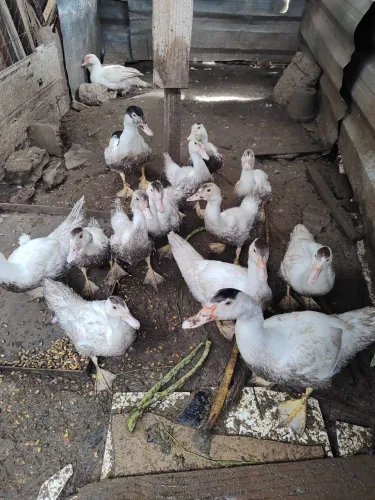 1 pato e 8 pata