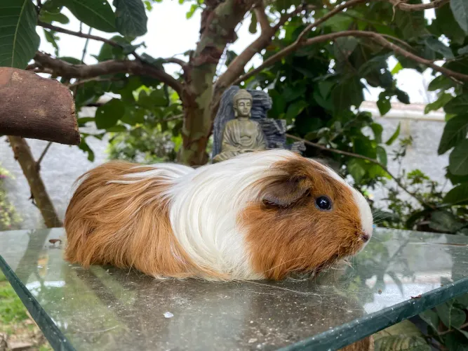 Porquinho da índia - Fêmea