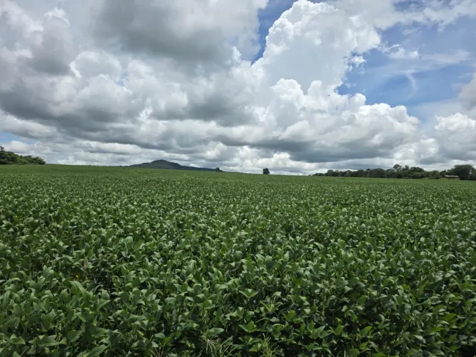 Fazenda de soja