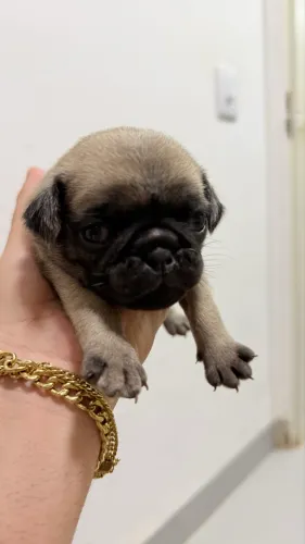 Filhote de Pug (para reserva)