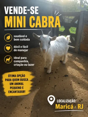 Mini cabra fêmea 