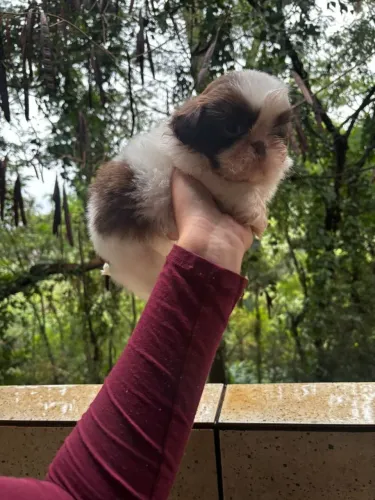 Shih tzu lindo!!