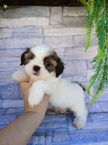 Shitzu machinho mini tricolor lindo 