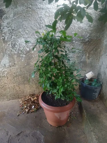 Fruta dos milagres produzindo 