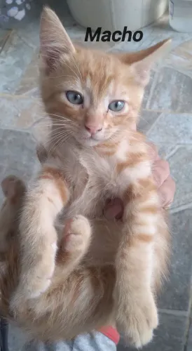 Doa-se gatinhos filhotes!