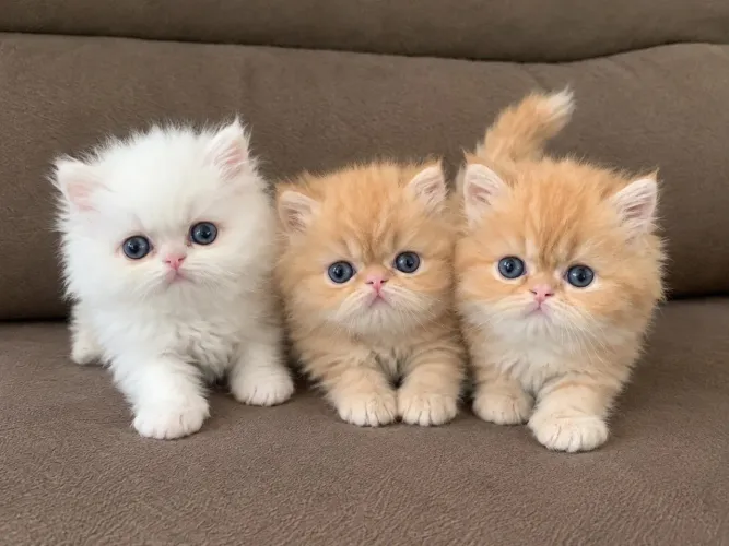 Gato Persa