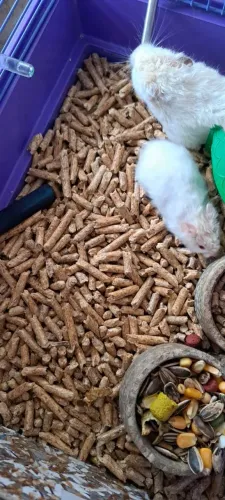 Hamster Albino filhote