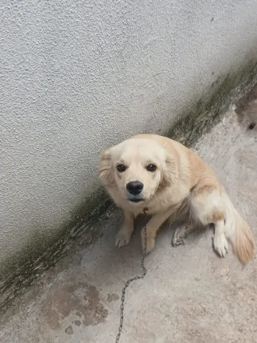 Doando uma cachorra