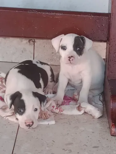 Cachorro