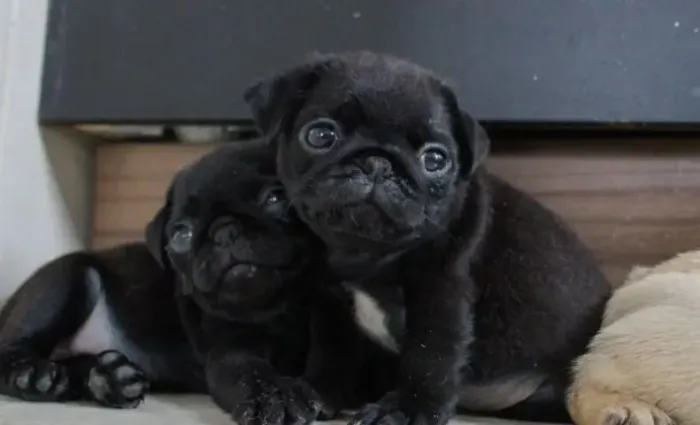 Pug Um cachorro que adora estar perto da família