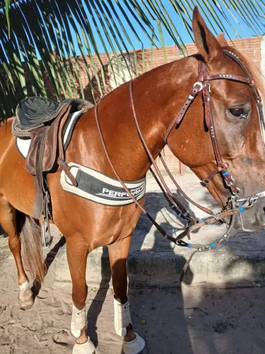 Troco pareia de égua em um animal só