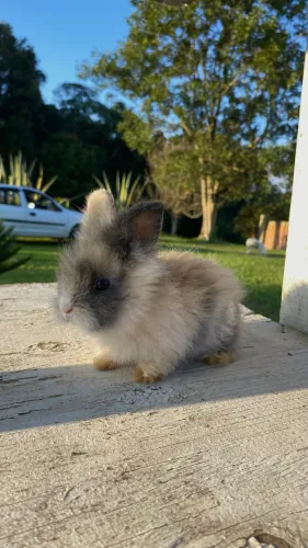 mini lion 