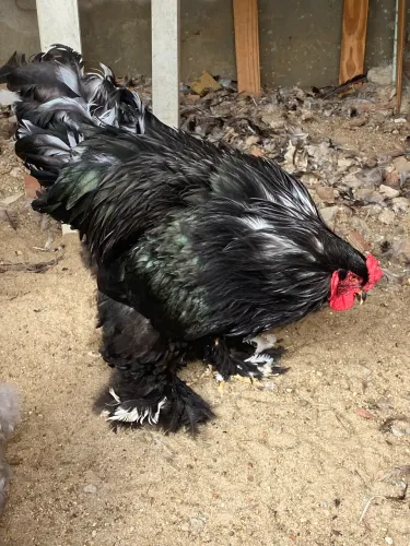 Dúzia de ovos de Brahma padrão excelente 