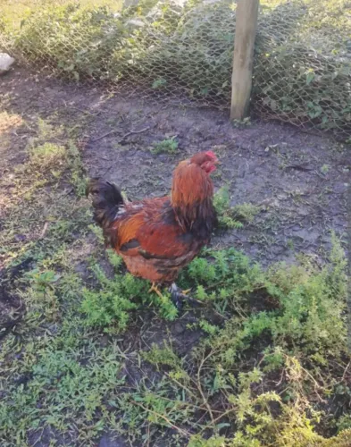Galo Brahma