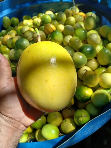 Polpa de maracujá 100%natural, direto do produtor rural 