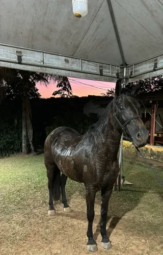 Égua Preta REGISTRADA mangalarga