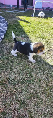 Beagle filhotes macho