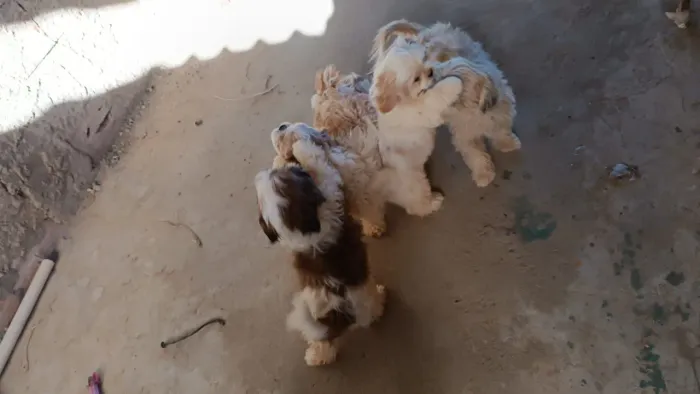 Vendo filhotes de Shitzu