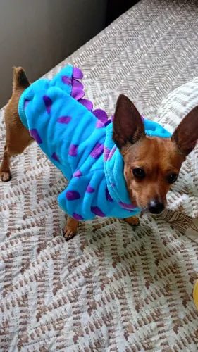 Roupas pets