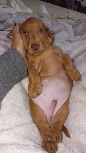 Filhotes dachshund