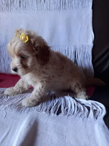 Shih-poo