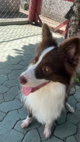 Border Collie Pedrigree