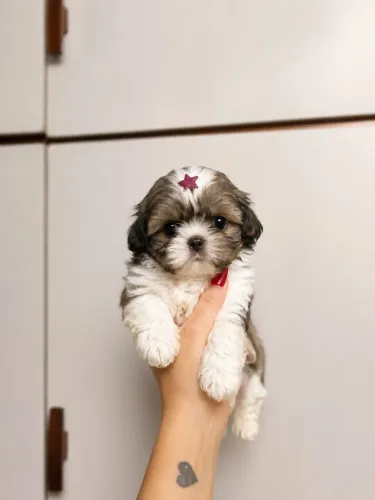 Filhote de Shihtzu micro fêmea disponível para entrega, divido no cartão até 12x