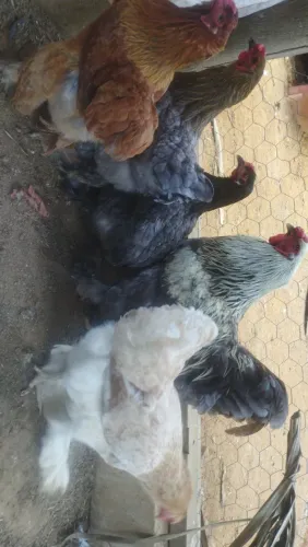Galinha Brama