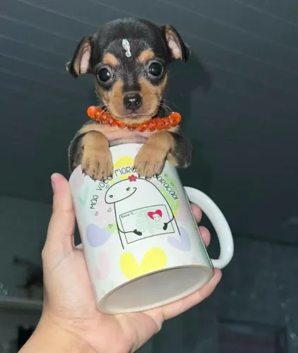 Filhotes de Pinscher miniaturas: Apenas machinhos