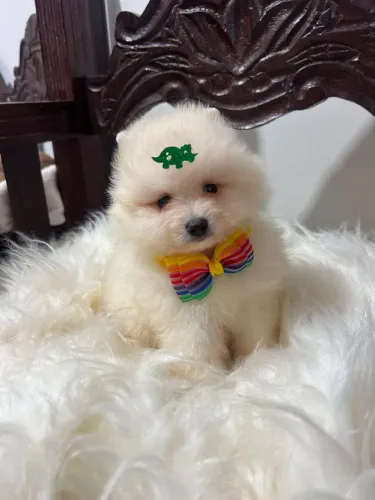 Lulu da Pomerânia