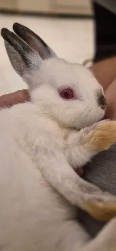 Vendo Netherland macho 3 meses branco olhos rosados último disponível himalaio