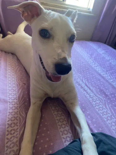 Cachorra pra doação