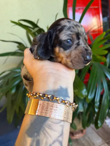 Filhote Dachshund arlequim (mofadinho) FÊMEA