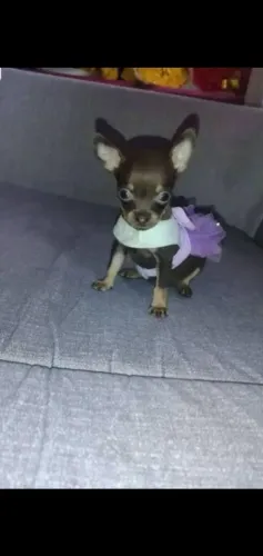 Pinscher zero Filhotes em BH