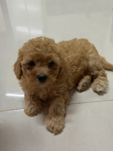 Filhotes poodle machos