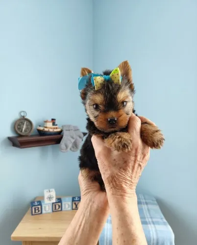 Yorkshire Terrier Alegre e Brincalhão