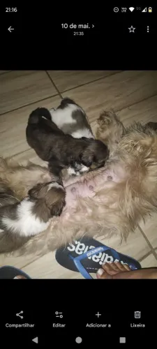 Cachorro Shitzu 