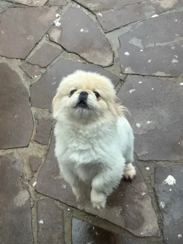 Cachorro