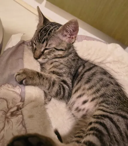 2 Gatinhos - laranja macho e tigradinha fêmea 