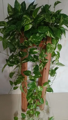 Vende se uma planta jibóia grande!