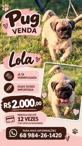 Pug