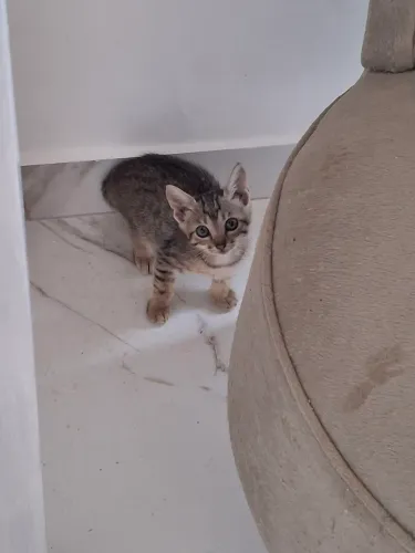 Filhotes de gato resgatados ara adoção amorosa e responsável 