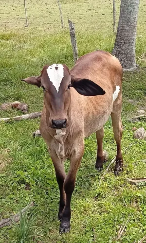 Novilha de umas 7@ arroba pra vender logo 