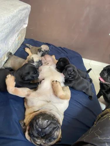 Vende -se filhotes de cachorros da raça pug
