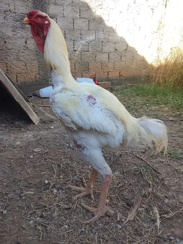 Índio gigante