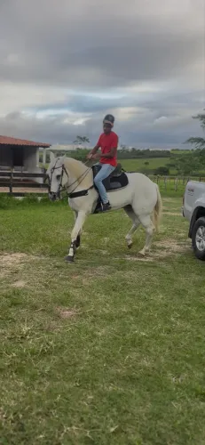 Cavalo de esteira