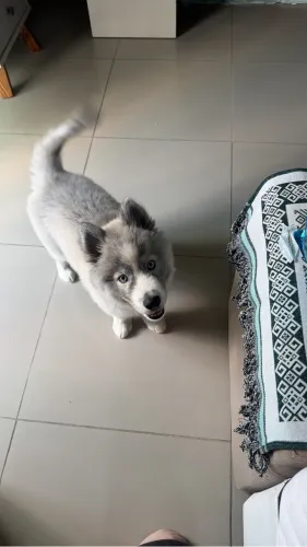 Doa-se filhote de Husky siberiano fêmea com quase 3 meses, vacinas em dia