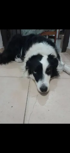 Cachorro ?